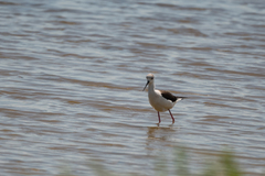 Himantopus himantopus