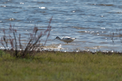 Recurvirostra avosetta