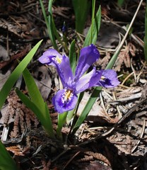 Iris lacustris