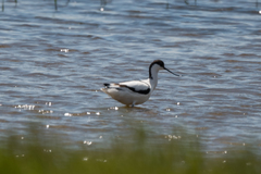 Recurvirostra avosetta