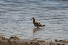 Calidris pugnax