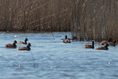 Podiceps nigricollis