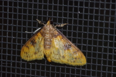Pachynoa sabelialis