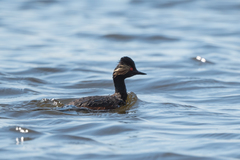 Podiceps nigricollis
