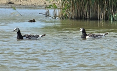 Branta leucopsis