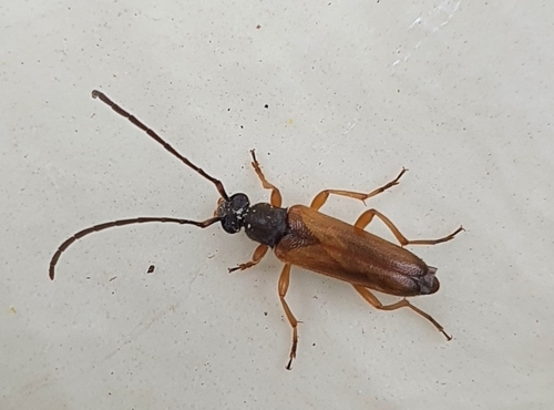 tobacco-coloured longhorn beetle, photo 5 of 7