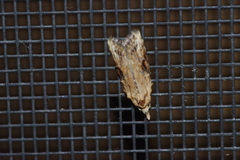 Peragrarchis syncolleta