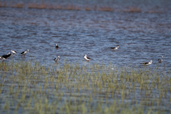 Himantopus himantopus