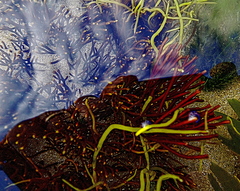 Furcellaria lumbricalis