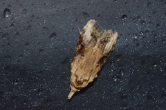 Peragrarchis syncolleta