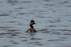 Podiceps nigricollis