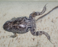 Pleurodema brachyops