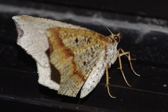 Pareclipsis gracilis