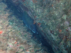 Sciaena umbra