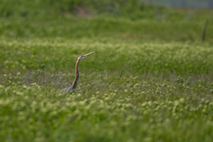 Ardea purpurea