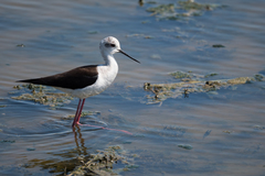 Himantopus himantopus