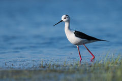 Himantopus himantopus