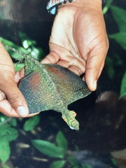 Draco blanfordii
