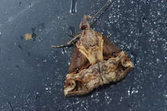 Hypena indicatalis