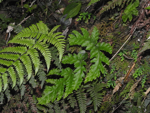 Tectaria coadunata