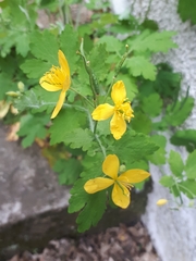 Chelidonium