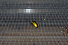 Calliphara excellens