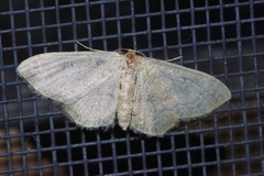 Scopula personata
