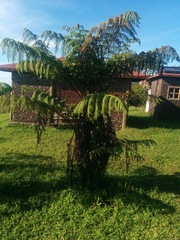 Cyathea weatherbyana