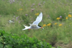 Sterna hirundo