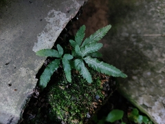Pteris multifida