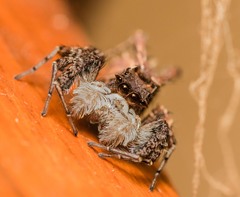 Portia albimana
