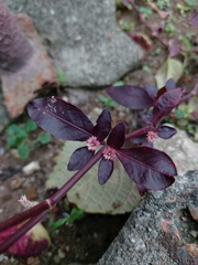 Alternanthera sessilis