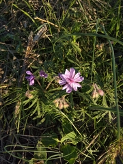 Geranium linearilobum