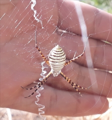 Argiope trifasciata