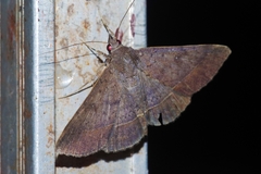 Hypospila bolinoides