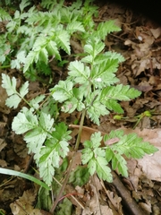 Anthriscus sylvestris