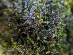 Jubula pennsylvanica