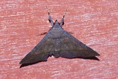 Hypospila bolinoides