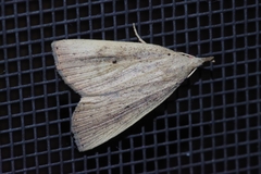 Stenhypena longipennis