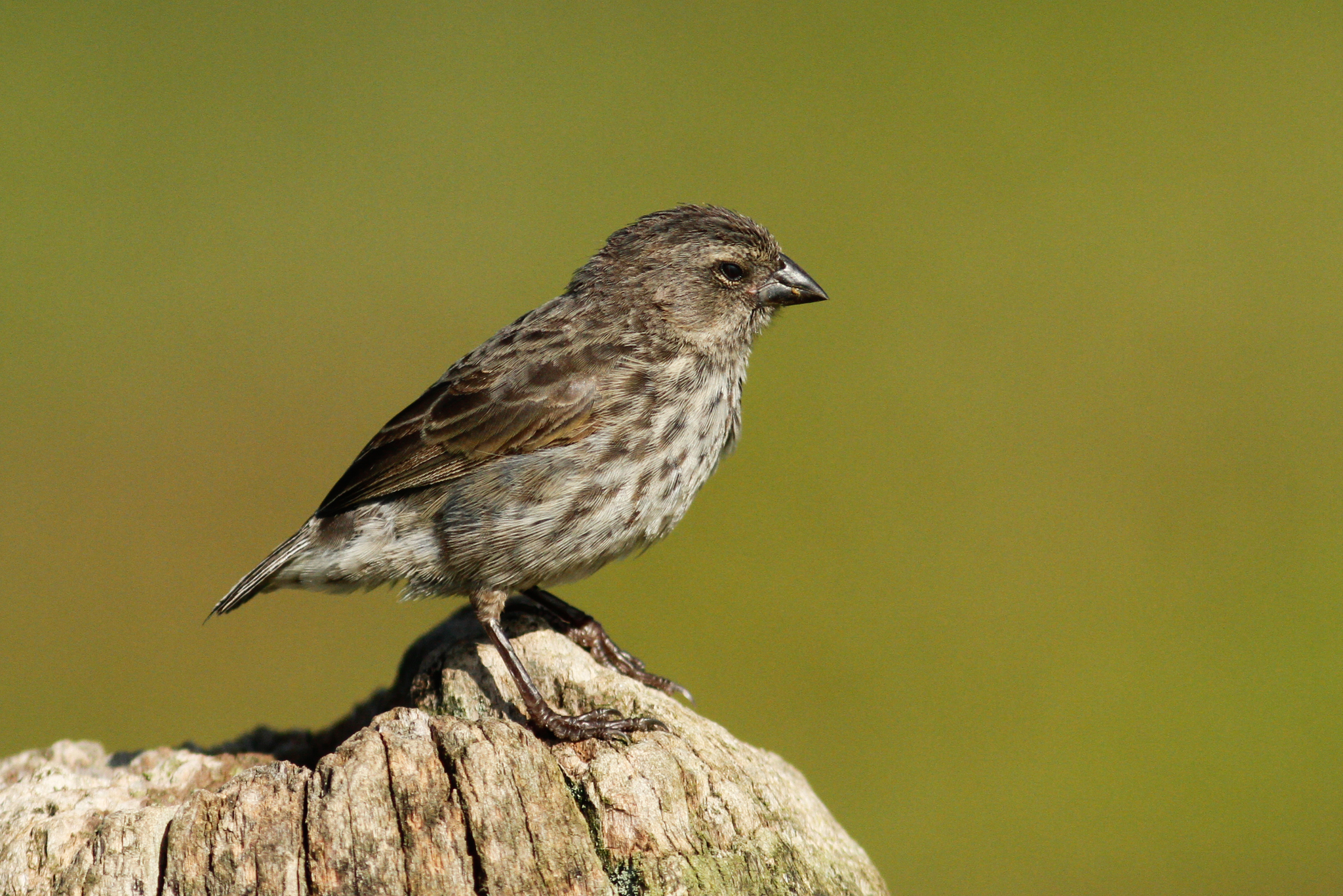 Small Ground-Finch illustration