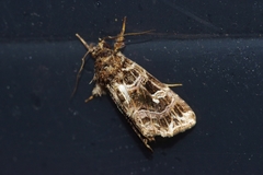 Callopistria duplicans