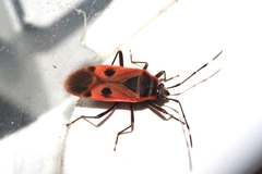 Physopelta parviceps