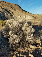 Tetradymia stenolepis