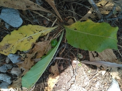 Mandragora autumnalis