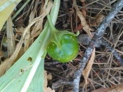 Mandragora autumnalis