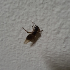 Formicidae