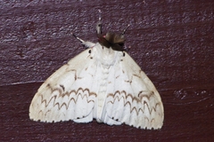 Lymantria xylina