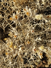 Tetradymia stenolepis