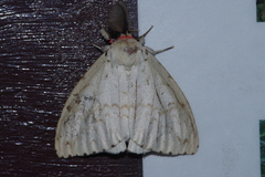 Lymantria xylina