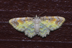 Acolutha pictaria shirozui